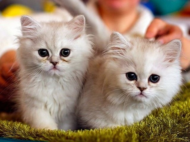 Породы кошек в Володарске | ЗооТом портал о животных