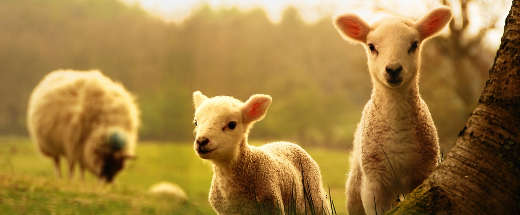 Объявления о сельскохозяйственных животных | ЗооТом - продажа, вязка и услуги для животных в Володарске