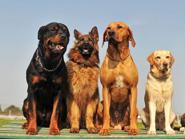Крупные породы собак в Володарске | ЗооТом портал о животных